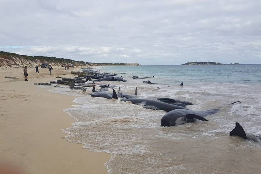 當地時間3月23日，超過150頭領航鯨擱淺在澳大利亞哈梅林灣，目前已有一半死亡。救援人員正嘗試幫助倖存的鯨魚重回海中。（圖源：互聯網）