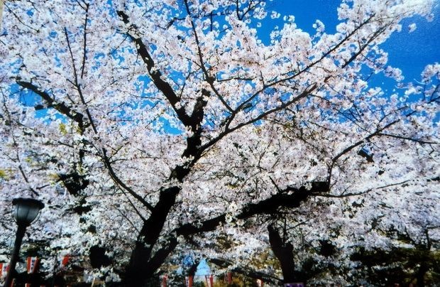 櫻花盛開的時節。
