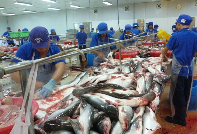 查魚價格大幅下降，導致不少養殖戶虧損嚴重。（示意圖源：互聯網）