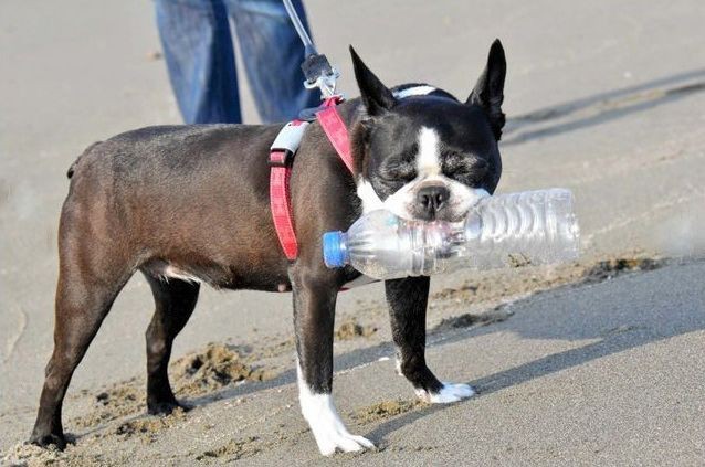 今年8歲的雌性波士頓㹴「Ikura」與主人散步時，喜歡主動跑去海灘上撿拾寶特瓶，5年來回收了3000瓶。（圖源：朝日新聞）