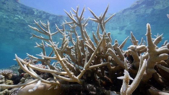 受氣候變暖影響，加速白化的澳大利亞大堡礁珊瑚。（圖源：Guardian）