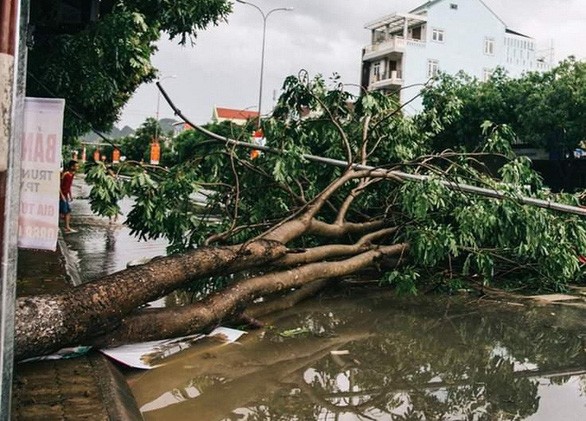 被4號颱風吹倒連根拔起的路樹。（圖源：黃功）