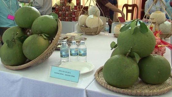 某水果展會上陳列的慶永綠皮柚。（圖源：互聯網）