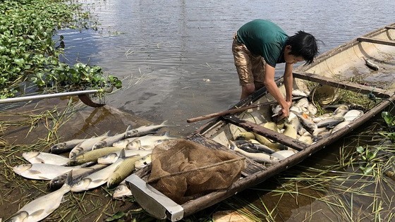 養殖業者把死魚撈上岸。（圖源：青團）
