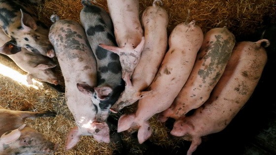 日本埼玉縣一間養豬場爆發感染「日本典型豬瘟」，撲殺678隻豬，此為示意圖。（圖源：路透社）