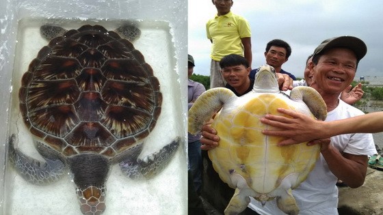 11公斤重的珍稀海龜獲放回大海。（圖源：阮黎）