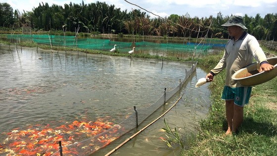以高生產率繁殖觀賞魚，有助農民改善生活和增加收入。