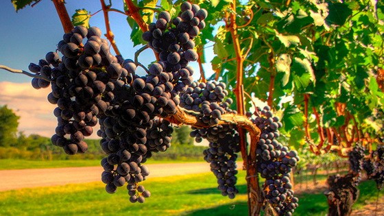法國正式允許開展葡萄觀光採摘業務，葡萄園無須擔心非法用工的嫌疑。（圖源：互聯網）
