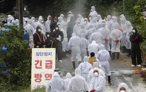 韓國的非洲豬瘟疫情正在蔓延。（圖源：AP）
