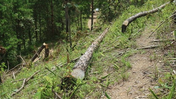 許多松樹被鋸斷，橫臥在小丘陵上。（圖源：段堅）