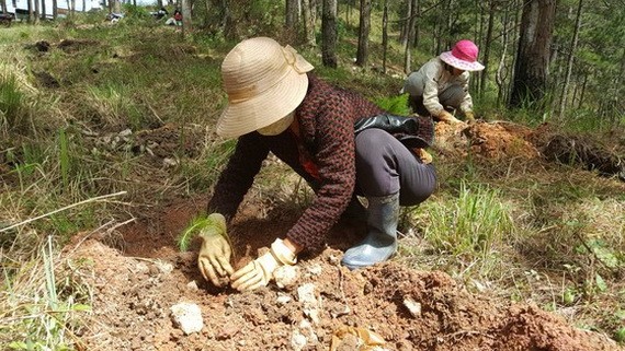 職能力量把松樹苗再植到之前曾遭霸佔而被清拆的林地上。（圖源：段堅）