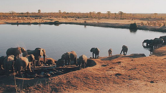 一群大象在湖邊喝水。（圖源：互聯網）