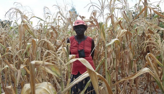 世界糧食計劃署表示，到2019年10月，津巴布韋超過三分之一的農村人口將糧食不安全。（圖源：聯合國）