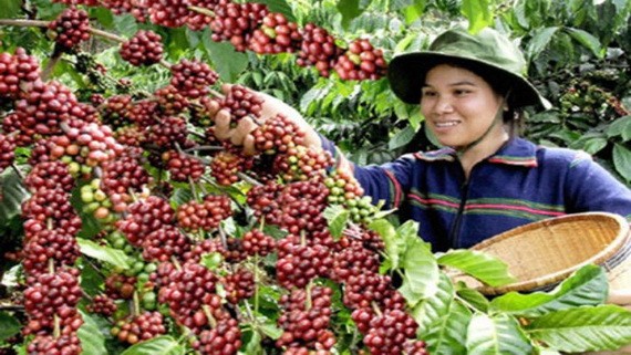 大勒咖啡進入收穫季節，村民採摘咖啡豆。（圖源：互聯網）