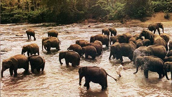 泰國北柳府的一片森林裏，發生了一起80多頭野象狂奔事件，瞬間摧毀了林區附近的3個工棚，導致3人死亡。（圖源：互聯網）