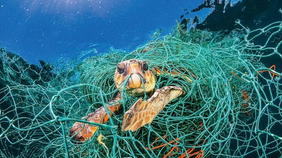 人為垃圾影響到海洋生態環境。