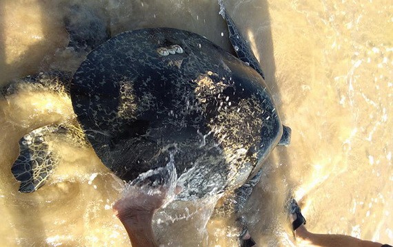 逾百公斤重的海龜獲放歸大海。（圖源：姜景）
