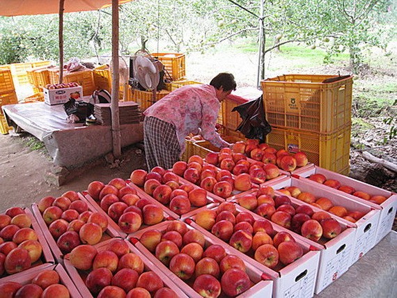 圖為韓國慶尚北道義城郡的一名農夫在蘋果園收穫蘋果。（圖源：互聯網）