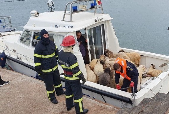 救援人員從水中救起部分綿羊。（圖源：互聯網）