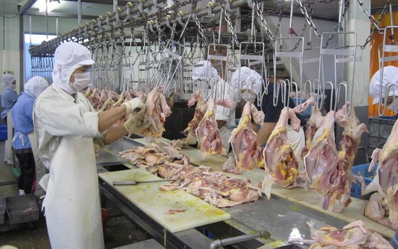 各類家禽肉產量增加以滿足市場需求。