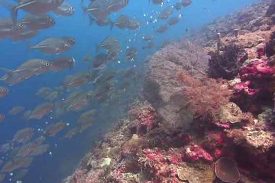 帕勞附近海域中的珊瑚礁。（圖源：互聯網）