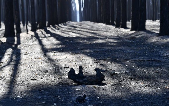 澳大利亞阿德萊德西南部的袋鼠島上，山林野火橫掃當地森林後，一具考拉的屍體半曲著身體，躺在滿是灰燼的土地上。（圖源：互聯網）