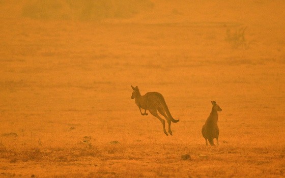 當地時間1月4日，澳大利亞Cooma，兩隻袋鼠在濃煙瀰漫的田野上跳躍。（圖源：互聯網）