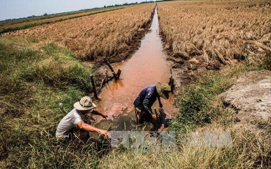堅江省安邊縣興安鄉的水稻田遭鹹水入侵導致土壤鹽化，水稻漸漸枯黃。（圖源：越通社）