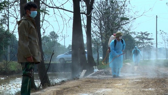 獸醫人員在河內市章美縣富義鄉的甲型 H5N6 禽流感疫區進行噴霧消毒。（圖源：P. Hạnh）
