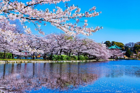 上野公園是東京的賞櫻勝地之一。（圖源：互聯網）