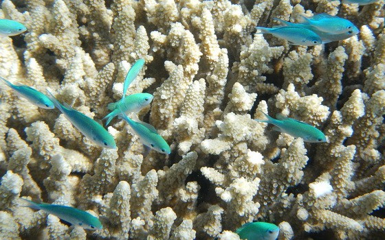 勘查「白色」大堡礁 科學家：一場心碎之旅。（圖源：互聯網）