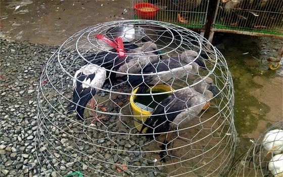 鵜鶘被獵捕後，在隆安省盛化街市出售。