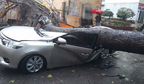 汽車遭連根拔起的大樹壓扁現場。（圖源：互聯網）