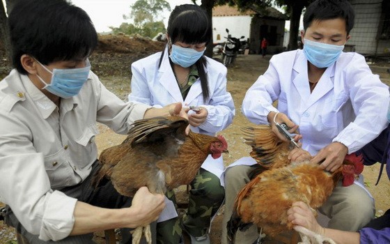 獸醫人員給家禽施打禽流感疫苗。（圖源：互聯網）