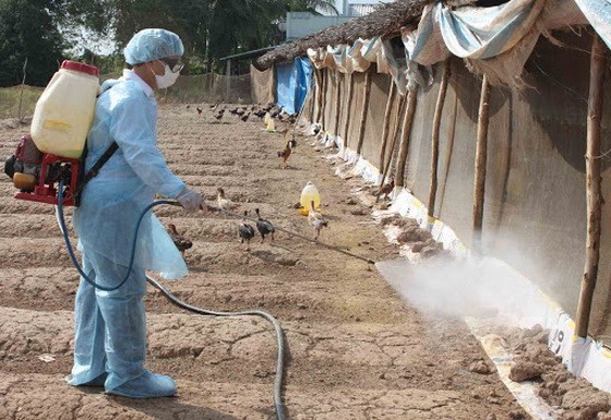 獸醫人員在禽流感疫區進行噴射消毒。 （圖源：互聯網）