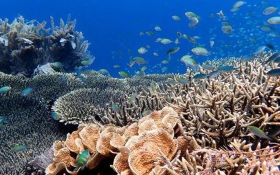 大堡礁珊瑚白化的問題日益嚴重。（圖源：互聯網）