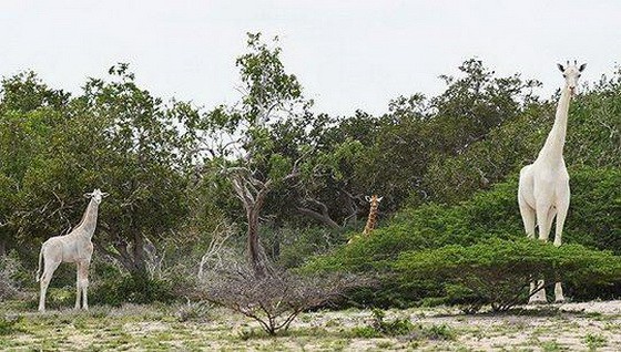 當地時間3月10日，肯尼亞Hirola保護區發佈消息說，一隻雌性白長頸鹿和它的幼崽被盜獵者殺死，世上僅剩一隻。（圖源：華盛頓郵報）