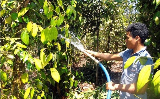 平福省蒲登縣統一鄉的一名農夫引導山泉水來灌溉胡椒樹。（圖源：黃北）