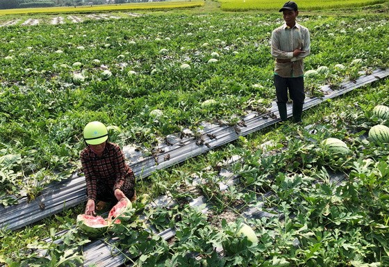 廣義省山靜縣靜協鄉春和村的西瓜田已到收穫期卻未見商家來商談訂購。
