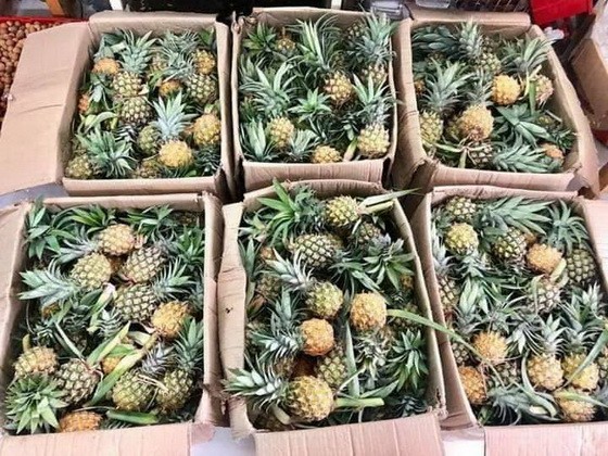 在本市出售的泰國迷你菠蘿。（圖源：錦繡）