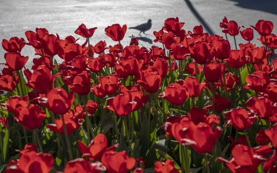 新冠肺炎疫情令花卉需求數量驟減，荷蘭每日被迫銷毀數百萬支鮮花。（圖源：互聯網）
