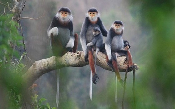 圖為當地灰足猿猴一家。（圖源：我愛山茶）