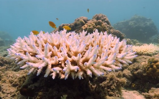 大堡礁近來出現有記錄以來最廣泛的珊瑚白化現象。（圖源：互聯網）