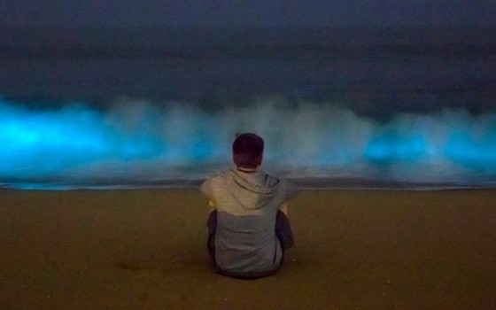 璀璨藍光波浪奇景。（圖源：互聯網）