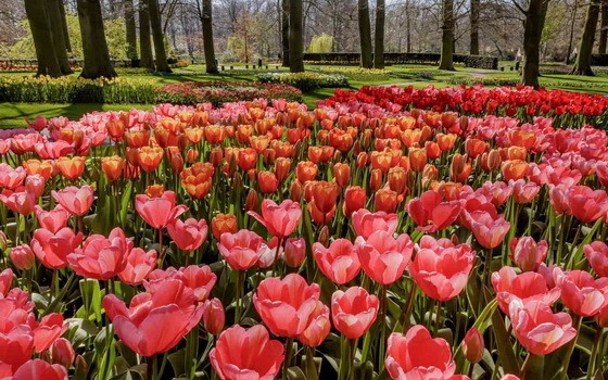 荷蘭南部著名的庫肯霍夫花卉公園71年來首次不對公眾開放。（圖源：互聯網）