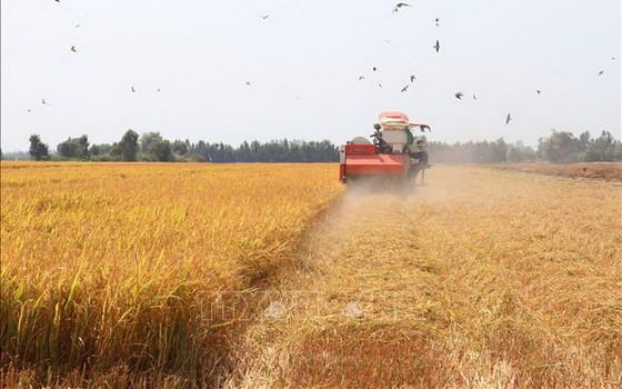 同塔省塔梅縣冬春造稻穀豐收。（圖源：越通社）