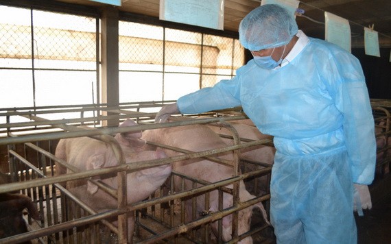 農業與農村發展部副部長馮德進實地視察同奈省的一家養豬場。（圖源：陳忠）