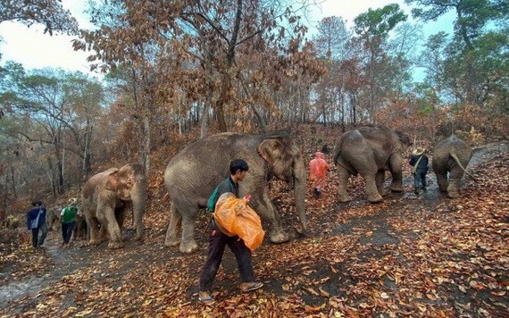 失業大象徒步送返家園，回歸大自然。（圖源：互聯網）