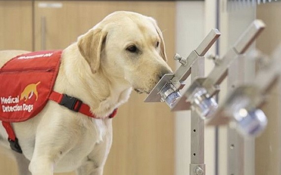 科研人員正研究利用狗隻嗅覺偵測新冠肺炎病毒。（圖源：推特）