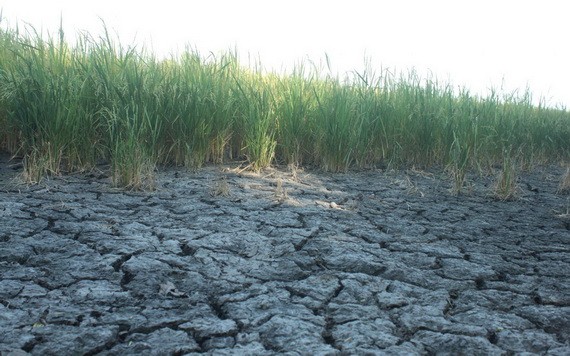 圖為茶榮省乾隆縣的一塊乾涸龜裂稻田。（圖源：互聯網）